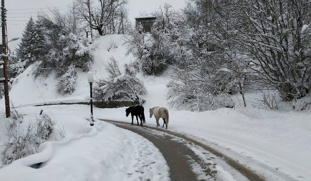 Μαγεία: Η Μοναχική Πορεία Δύο Αλόγων Στο Χιονισμένο Μέτσοβο Με Την Άγρια Ομορφιά