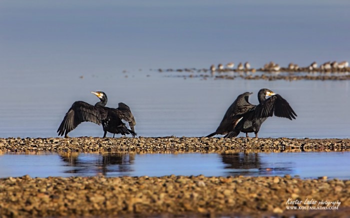 Λιμνοθάλασσα Ωρωπού: Ένας άγνωστος υγροβιότοπος γεμάτος φλαμίνγκο 