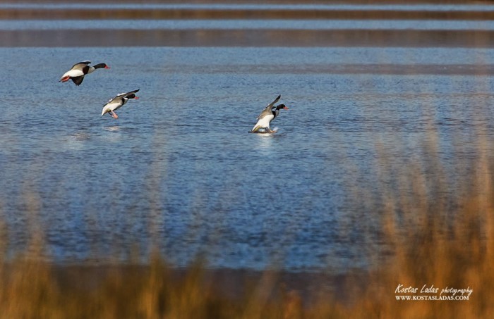 Λιμνοθάλασσα Ωρωπού: Ένας άγνωστος υγροβιότοπος γεμάτος φλαμίνγκο 