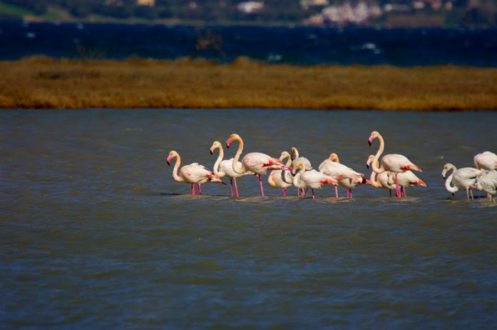 Λιμνοθάλασσα Ωρωπού: Ένας άγνωστος υγροβιότοπος γεμάτος φλαμίνγκο 