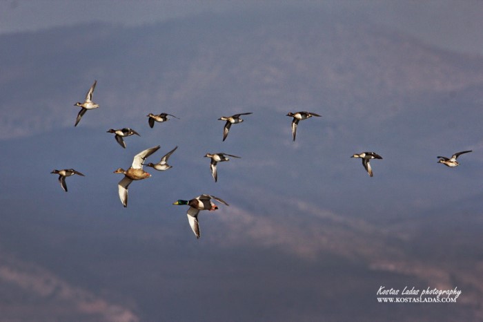 Λιμνοθάλασσα Ωρωπού: Ένας άγνωστος υγροβιότοπος γεμάτος φλαμίνγκο 