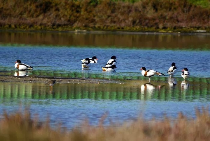Λιμνοθάλασσα Ωρωπού: Ένας άγνωστος υγροβιότοπος γεμάτος φλαμίνγκο 