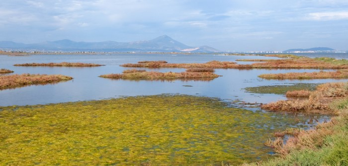 Λιμνοθάλασσα Ωρωπού: Ένας άγνωστος υγροβιότοπος γεμάτος φλαμίνγκο 