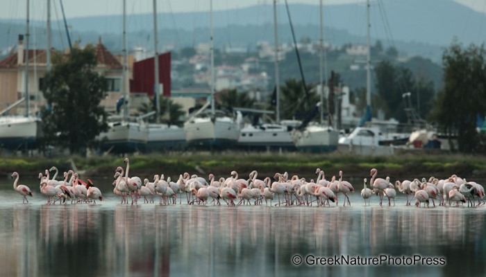 Λιμνοθάλασσα Ωρωπού: Ένας άγνωστος υγροβιότοπος γεμάτος φλαμίνγκο 
