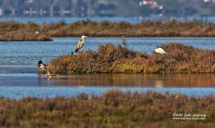 Λιμνοθάλασσα Ωρωπού: Ένας άγνωστος υγροβιότοπος γεμάτος φλαμίνγκο 