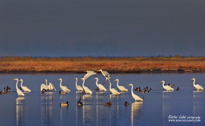 Μόλις 54 χλμ από την Αθήνα βρίσκεται ένας από τους τελευταίους υγροβιότοπους της Αττικής με πανέμορφα φλαμίνγκο και ερωδιούς
