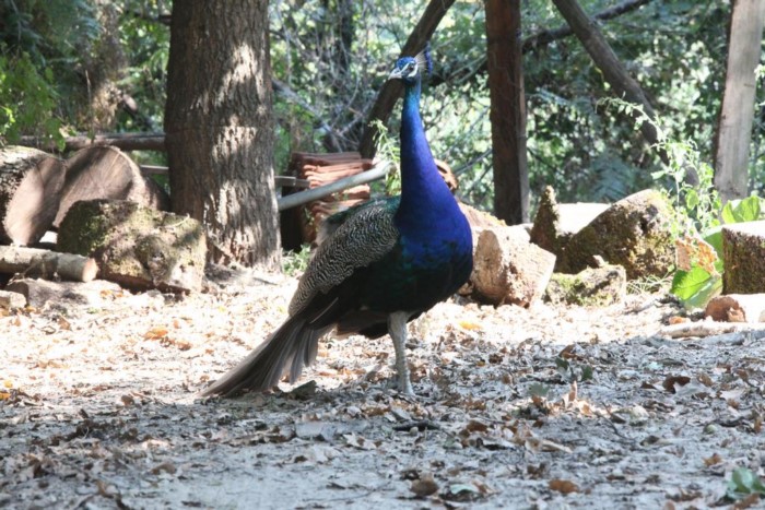 Το πιο παραμυθένιο ξενοδοχείο της Ελλάδας είναι γεμάτο πέτρινους πύργους και θυμίζει.. Σκωτία