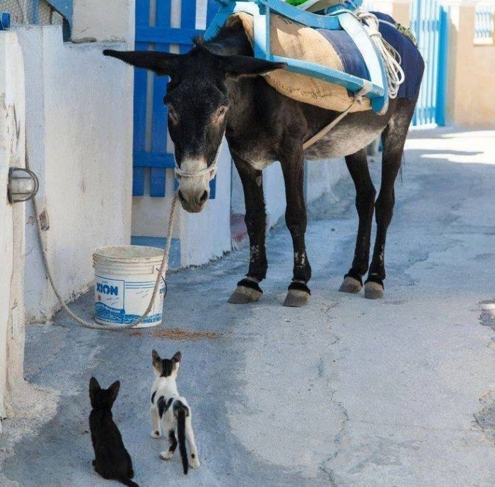 Η ζωή στο χωριό μέσα από 30 υπέροχες, νοσταλγικές φωτογραφίες Η ζωή στο χωριό μέσα από 30 υπέροχες, νοσταλγικές φωτογραφίες