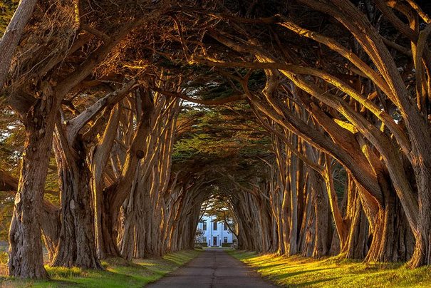 dinfo.gr - Υπέροχα τοπία: Τα 24 ωραιότερα τούνελ από δέντρα στον κόσμο!