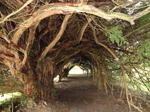 dinfo.gr - Υπέροχα τοπία: Τα 24 ωραιότερα τούνελ από δέντρα στον κόσμο!