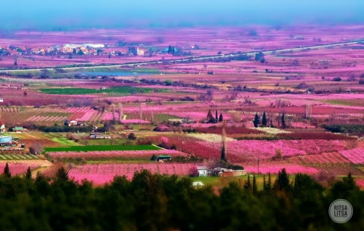 Κάθε Μάρτιο ο Κάμπος της Βέροιας μοιάζει βγαλμένος από τα ωραιότερα παραμύθια Κάθε Μάρτιο ο Κάμπος της Βέροιας μοιάζει βγαλμένος από τα ωραιότερα παραμύθια