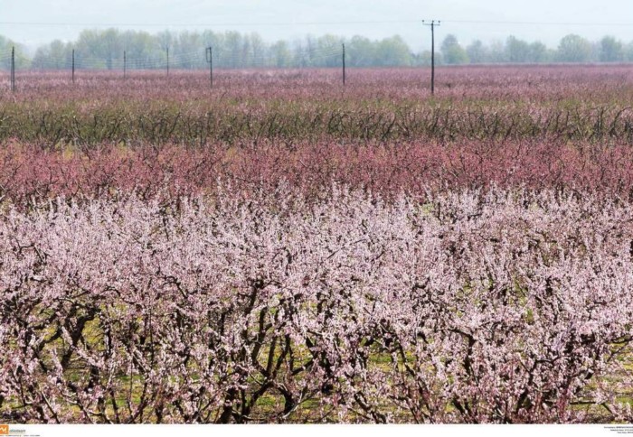 Κάθε Μάρτιο ο Κάμπος της Βέροιας μοιάζει βγαλμένος από τα ωραιότερα παραμύθια Κάθε Μάρτιο ο Κάμπος της Βέροιας μοιάζει βγαλμένος από τα ωραιότερα παραμύθια