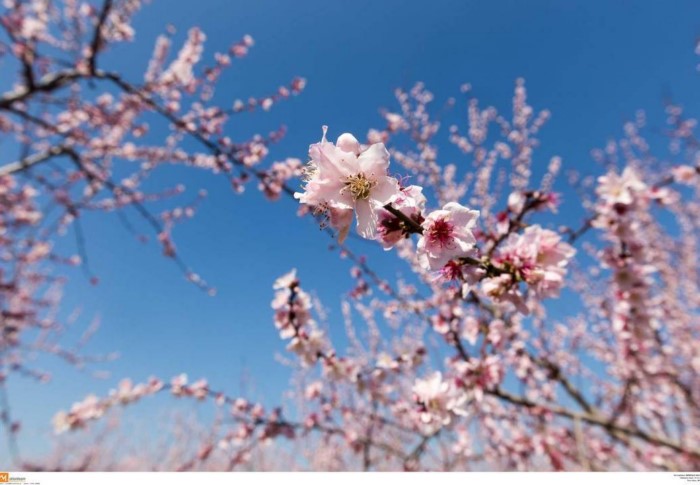 Κάθε Μάρτιο ο Κάμπος της Βέροιας μοιάζει βγαλμένος από τα ωραιότερα παραμύθια Κάθε Μάρτιο ο Κάμπος της Βέροιας μοιάζει βγαλμένος από τα ωραιότερα παραμύθια