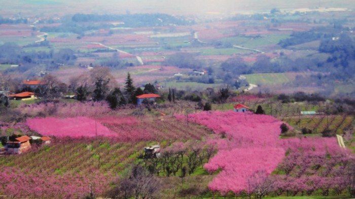 Κάθε Μάρτιο ο Κάμπος της Βέροιας μοιάζει βγαλμένος από τα ωραιότερα παραμύθια Κάθε Μάρτιο ο Κάμπος της Βέροιας μοιάζει βγαλμένος από τα ωραιότερα παραμύθια