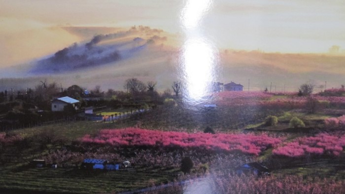 Κάθε Μάρτιο ο Κάμπος της Βέροιας μοιάζει βγαλμένος από τα ωραιότερα παραμύθια Κάθε Μάρτιο ο Κάμπος της Βέροιας μοιάζει βγαλμένος από τα ωραιότερα παραμύθια