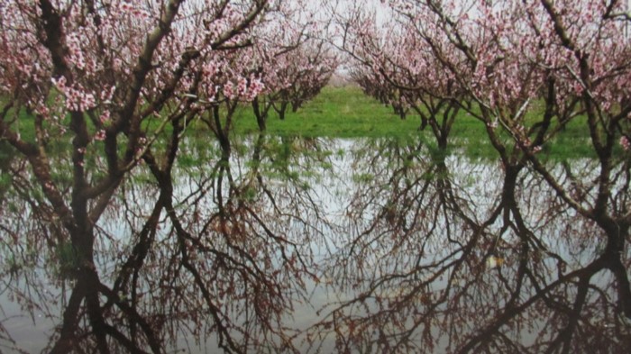 Κάθε Μάρτιο ο Κάμπος της Βέροιας μοιάζει βγαλμένος από τα ωραιότερα παραμύθια Κάθε Μάρτιο ο Κάμπος της Βέροιας μοιάζει βγαλμένος από τα ωραιότερα παραμύθια