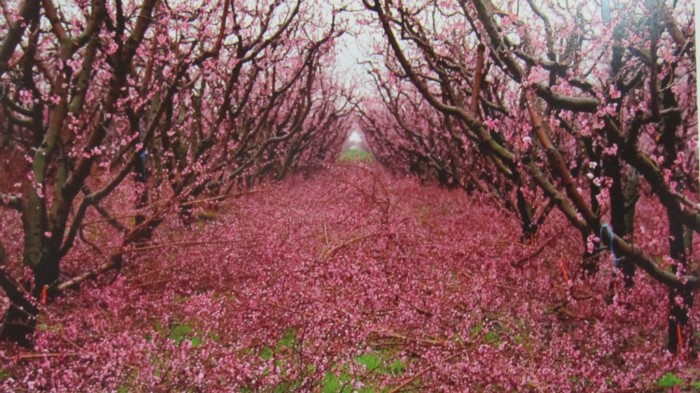 Κάθε Μάρτιο ο Κάμπος της Βέροιας μοιάζει βγαλμένος από τα ωραιότερα παραμύθια Κάθε Μάρτιο ο Κάμπος της Βέροιας μοιάζει βγαλμένος από τα ωραιότερα παραμύθια