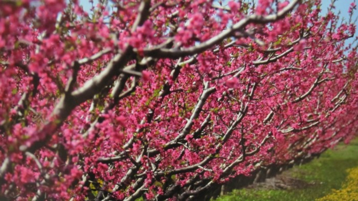 Κάθε Μάρτιο ο Κάμπος της Βέροιας μοιάζει βγαλμένος από τα ωραιότερα παραμύθια Κάθε Μάρτιο ο Κάμπος της Βέροιας μοιάζει βγαλμένος από τα ωραιότερα παραμύθια