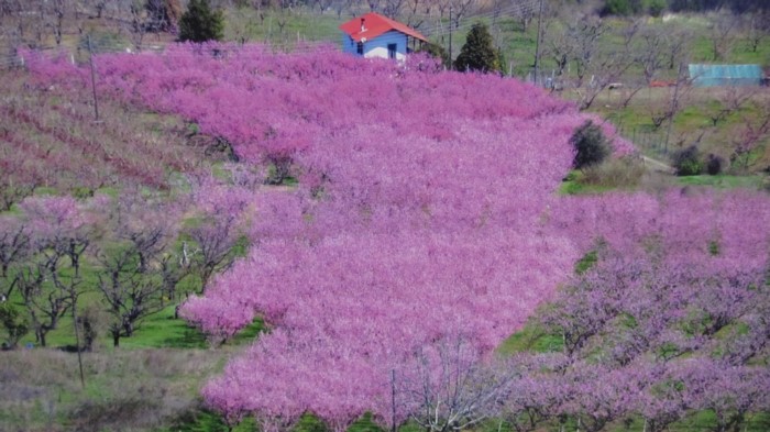 Κάθε Μάρτιο ο Κάμπος της Βέροιας μοιάζει βγαλμένος από τα ωραιότερα παραμύθια Κάθε Μάρτιο ο Κάμπος της Βέροιας μοιάζει βγαλμένος από τα ωραιότερα παραμύθια