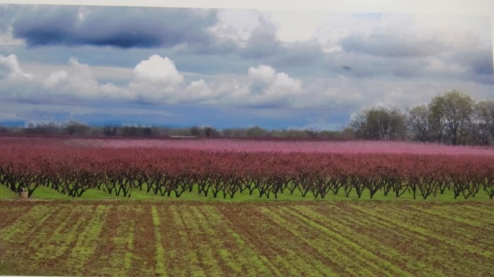 Κάθε Μάρτιο ο Κάμπος της Βέροιας μοιάζει βγαλμένος από τα ωραιότερα παραμύθια Κάθε Μάρτιο ο Κάμπος της Βέροιας μοιάζει βγαλμένος από τα ωραιότερα παραμύθια