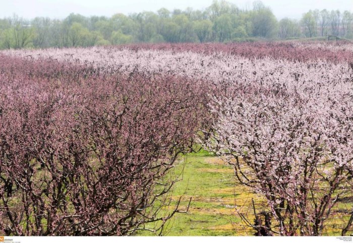 Κάθε Μάρτιο ο Κάμπος της Βέροιας μοιάζει βγαλμένος από τα ωραιότερα παραμύθια Κάθε Μάρτιο ο Κάμπος της Βέροιας μοιάζει βγαλμένος από τα ωραιότερα παραμύθια