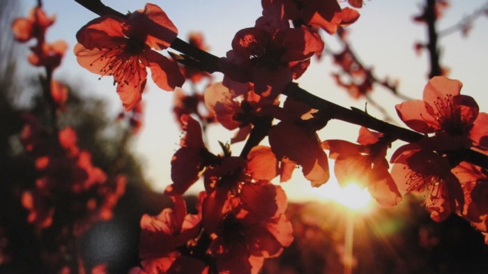 Κάθε Μάρτιο ο Κάμπος της Βέροιας μοιάζει βγαλμένος από τα ωραιότερα παραμύθια Κάθε Μάρτιο ο Κάμπος της Βέροιας μοιάζει βγαλμένος από τα ωραιότερα παραμύθια