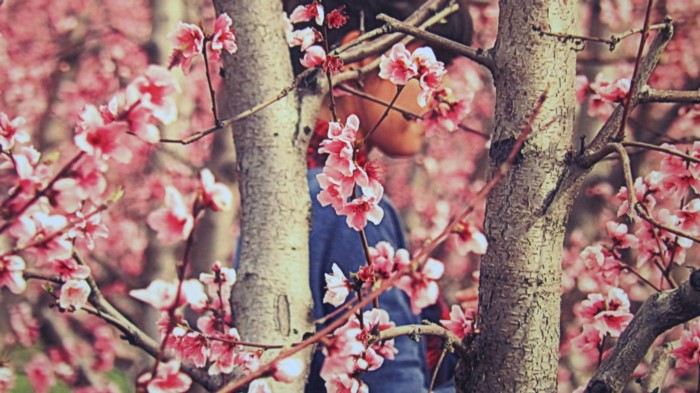 Κάθε Μάρτιο ο Κάμπος της Βέροιας μοιάζει βγαλμένος από τα ωραιότερα παραμύθια