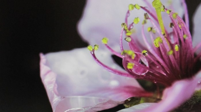 Κάθε Μάρτιο ο Κάμπος της Βέροιας μοιάζει βγαλμένος από τα ωραιότερα παραμύθια Κάθε Μάρτιο ο Κάμπος της Βέροιας μοιάζει βγαλμένος από τα ωραιότερα παραμύθια