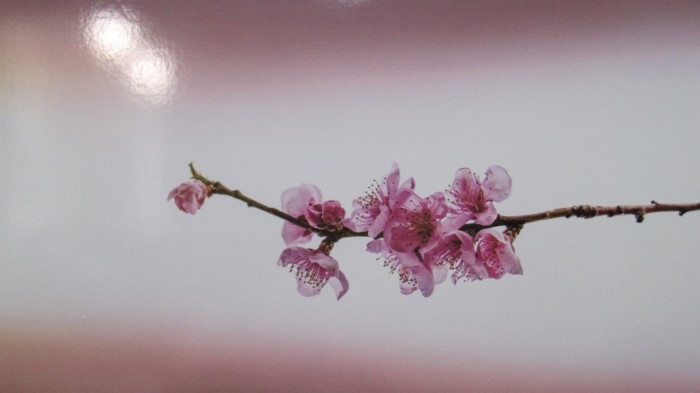 Κάθε Μάρτιο ο Κάμπος της Βέροιας μοιάζει βγαλμένος από τα ωραιότερα παραμύθια Κάθε Μάρτιο ο Κάμπος της Βέροιας μοιάζει βγαλμένος από τα ωραιότερα παραμύθια