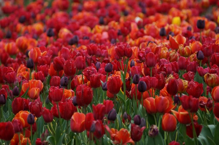 21 απίστευτα μέρη στον κόσμο που την Άνοιξη μετατρέπονται σε παραδεισένιους κήπους 21 απίστευτα μέρη στον κόσμο που την Άνοιξη μετατρέπονται σε παραδεισένιους κήπους