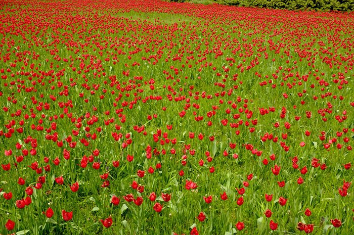 21 απίστευτα μέρη στον κόσμο που την Άνοιξη μετατρέπονται σε παραδεισένιους κήπους 21 απίστευτα μέρη στον κόσμο που την Άνοιξη μετατρέπονται σε παραδεισένιους κήπους