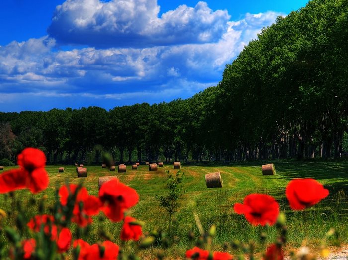 21 απίστευτα μέρη στον κόσμο που την Άνοιξη μετατρέπονται σε παραδεισένιους κήπους 21 απίστευτα μέρη στον κόσμο που την Άνοιξη μετατρέπονται σε παραδεισένιους κήπους