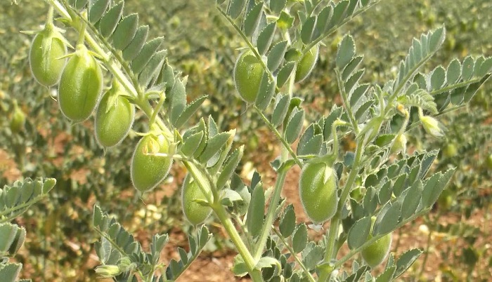 Ελαφότοπος Ζαγορίου: Η Ρόκκα της Λένας …Και η Λένα της Ρόκκας Ελαφότοπος Ζαγορίου: Η Ρόκκα της Λένας …Και η Λένα της Ρόκκας