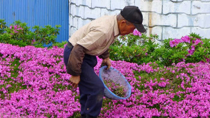 Πέρασε δυο χρόνια φυτεύοντας χιλιάδες λουλούδια για να τα μυρίζει η τυφλή σύζυγός του