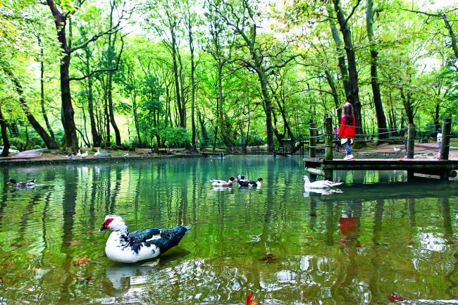 Άλσος Αγίου Νικολάου, Νάουσα
