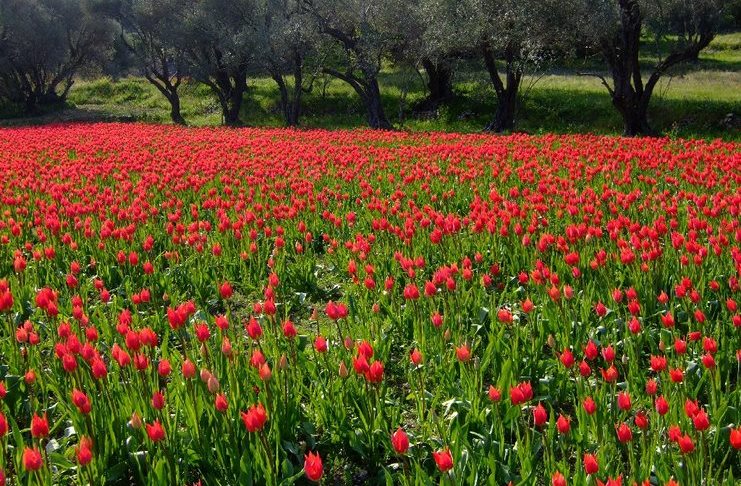 Σε ποιο ελληνικό νησί αυτή την εποχή γεμίζουν οι πλαγιές με τουλίπες; 