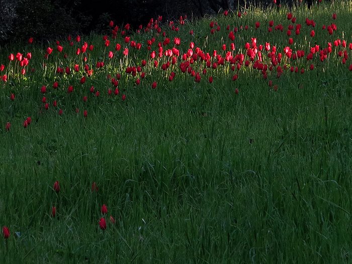 Σε ποιο ελληνικό νησί αυτή την εποχή γεμίζουν οι πλαγιές με τουλίπες; 