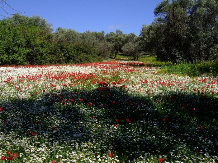 Σε ποιο ελληνικό νησί αυτή την εποχή γεμίζουν οι πλαγιές με τουλίπες; 