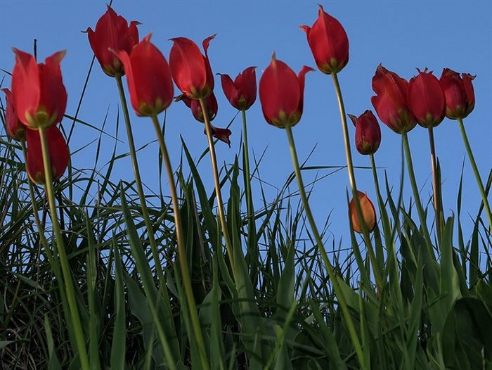 Σε ποιο ελληνικό νησί αυτή την εποχή γεμίζουν οι πλαγιές με τουλίπες; 