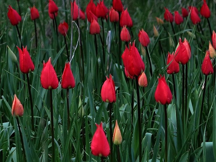 Σε ποιο ελληνικό νησί αυτή την εποχή γεμίζουν οι πλαγιές με τουλίπες; 