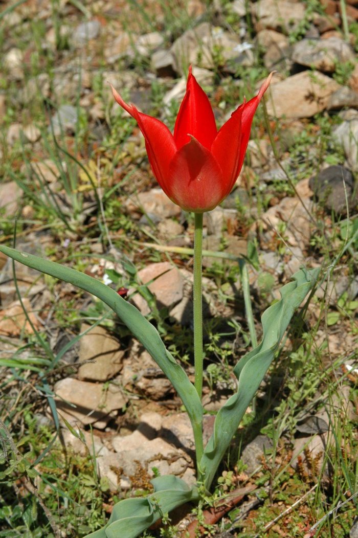 Σε ποιο ελληνικό νησί αυτή την εποχή γεμίζουν οι πλαγιές με τουλίπες; 