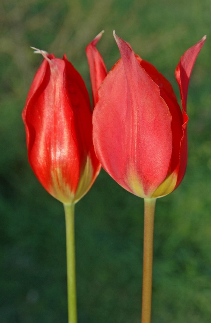 Σε ποιο ελληνικό νησί αυτή την εποχή γεμίζουν οι πλαγιές με τουλίπες; 