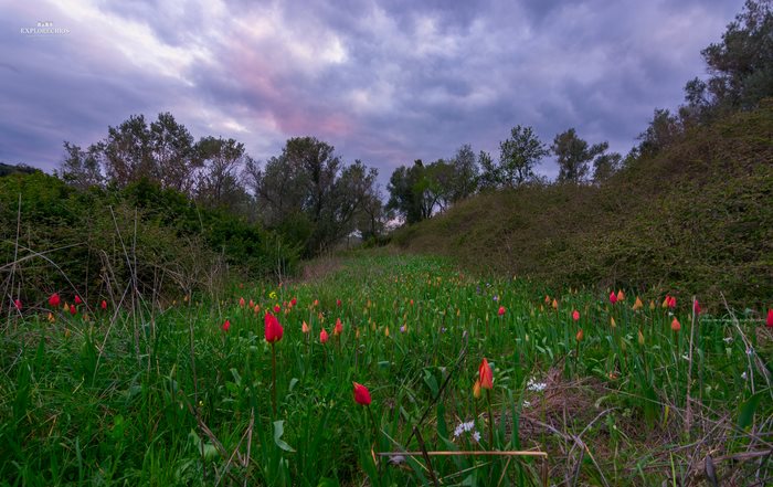 Σε ποιο ελληνικό νησί αυτή την εποχή γεμίζουν οι πλαγιές με τουλίπες; 
