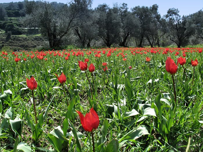 Σε ποιο ελληνικό νησί αυτή την εποχή γεμίζουν οι πλαγιές με τουλίπες; 
