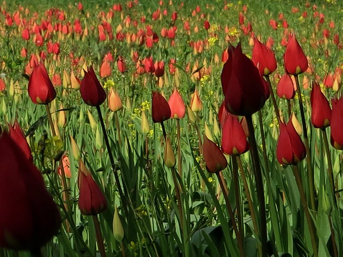 Σε ποιο ελληνικό νησί αυτή την εποχή γεμίζουν οι πλαγιές με τουλίπες; 