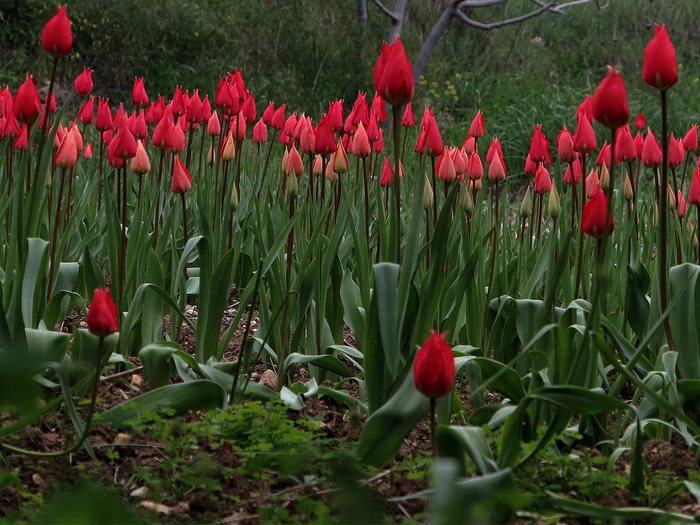 Σε ποιο ελληνικό νησί αυτή την εποχή γεμίζουν οι πλαγιές με τουλίπες; 