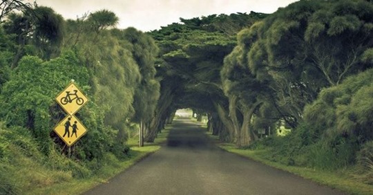 Μαγικά τοπία: Τα 24  φυσικά ωραιότερα τούνελ από δέντρα στον κόσμο!