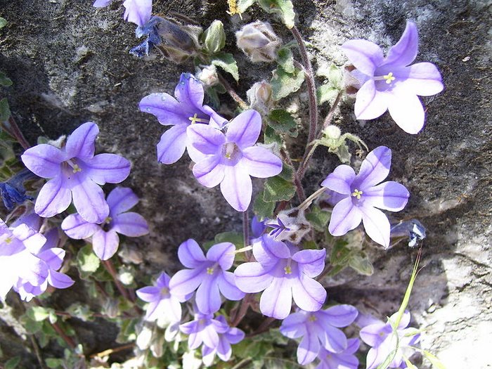 22 από τα ωραιότερα αγριολούλουδα της Ελλάδας! 22 από τα ωραιότερα αγριολούλουδα της Ελλάδας!