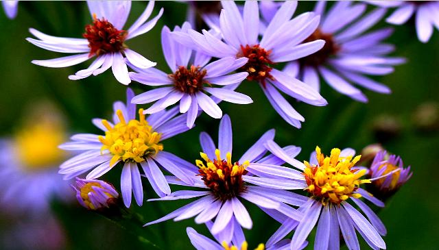 22 από τα ωραιότερα αγριολούλουδα της Ελλάδας! 22 από τα ωραιότερα αγριολούλουδα της Ελλάδας!