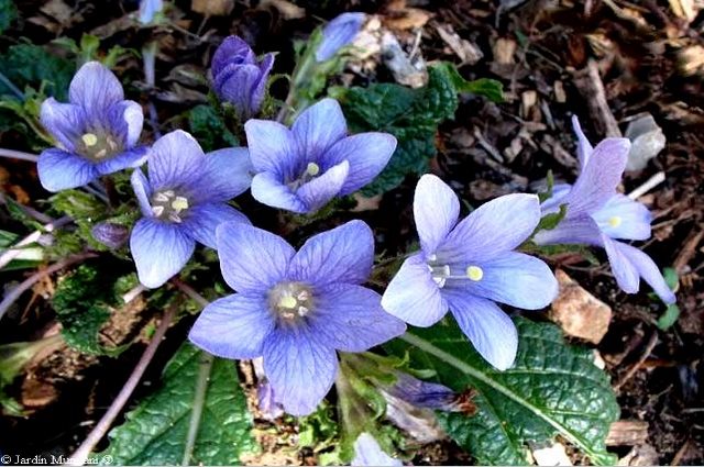 22 από τα ωραιότερα αγριολούλουδα της Ελλάδας! 22 από τα ωραιότερα αγριολούλουδα της Ελλάδας!